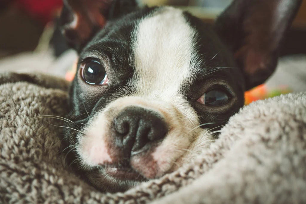 Boston terrier egy puha takaróba bújva