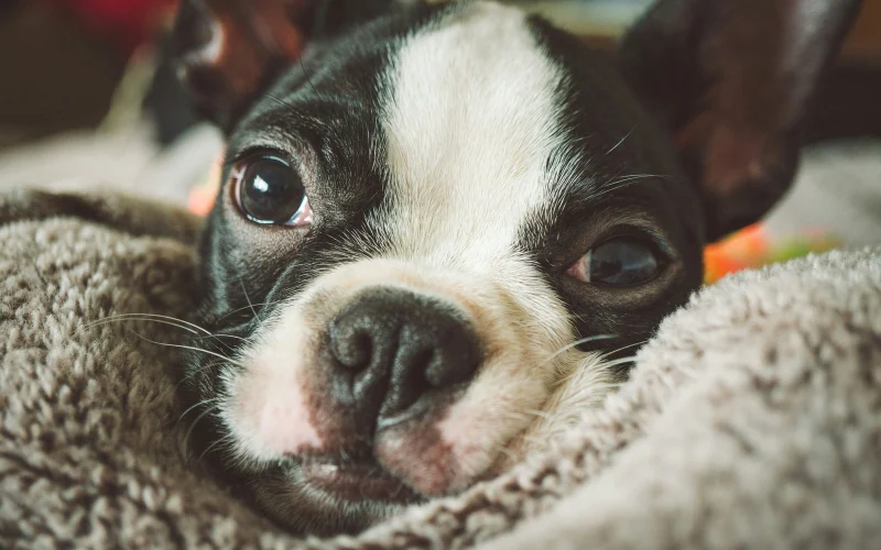 Boston terrier egy puha takaróba bújva