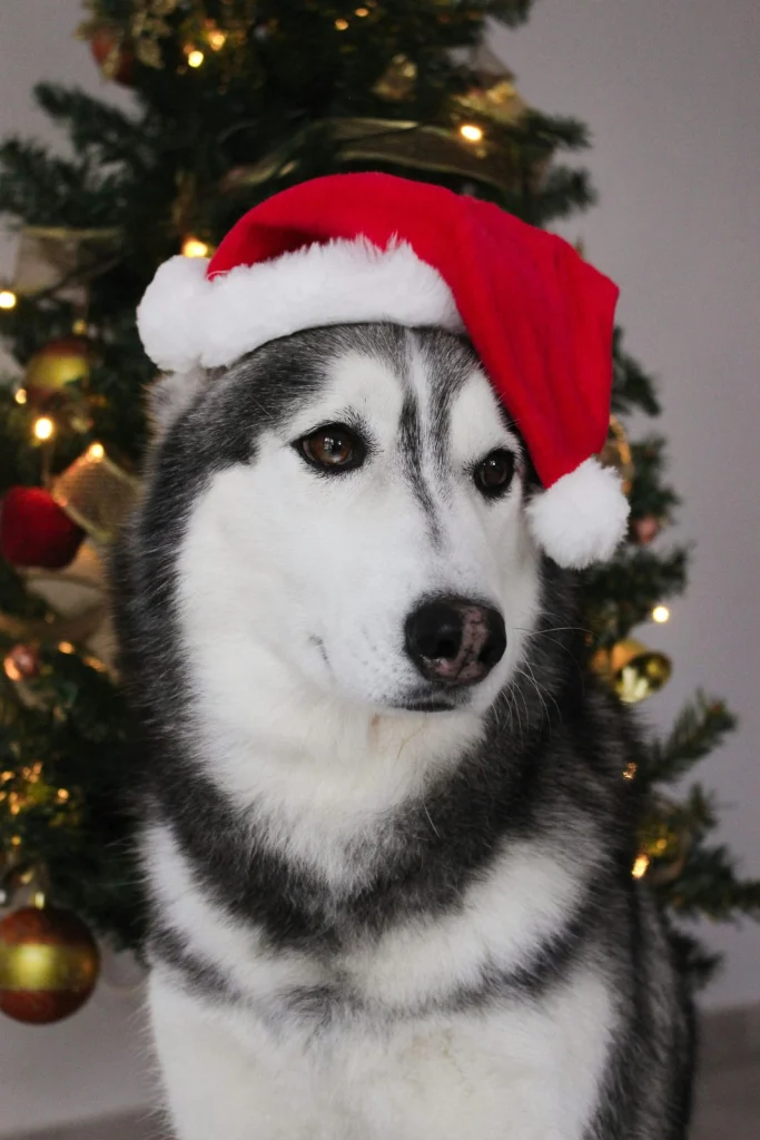Husky mikulássapkában a karácsonyfa előtt