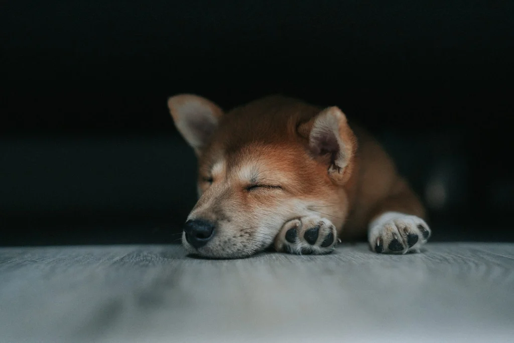 Alvó shiba inu kiskutya