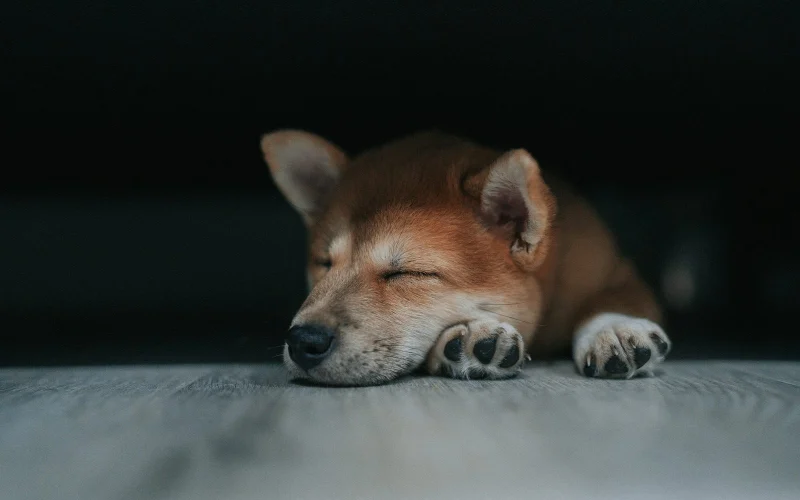 Alvó shiba inu kiskutya