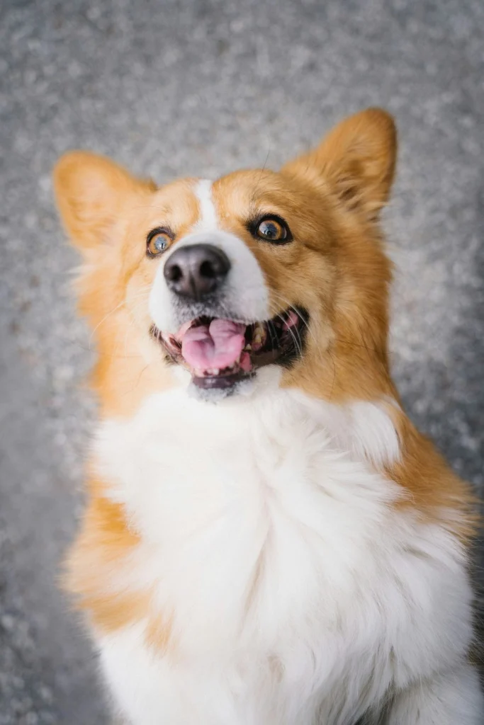 Vidáman felnéző corgi