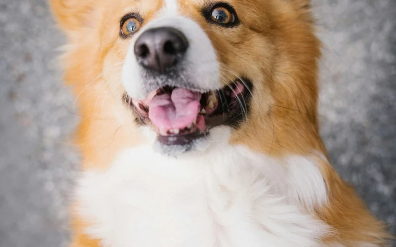 Vidáman felnéző corgi