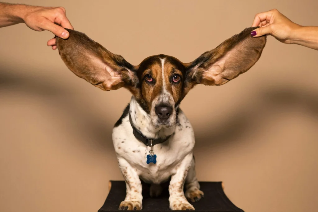 Basset hound hatalmas fülekkel