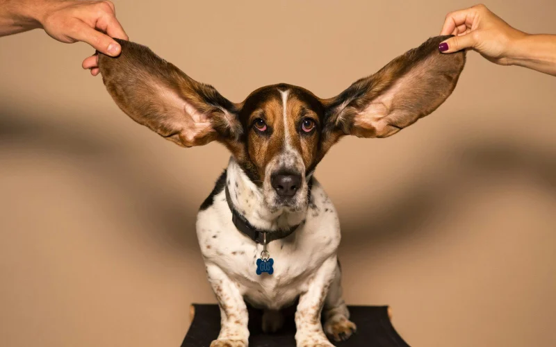 Basset hound hatalmas fülekkel