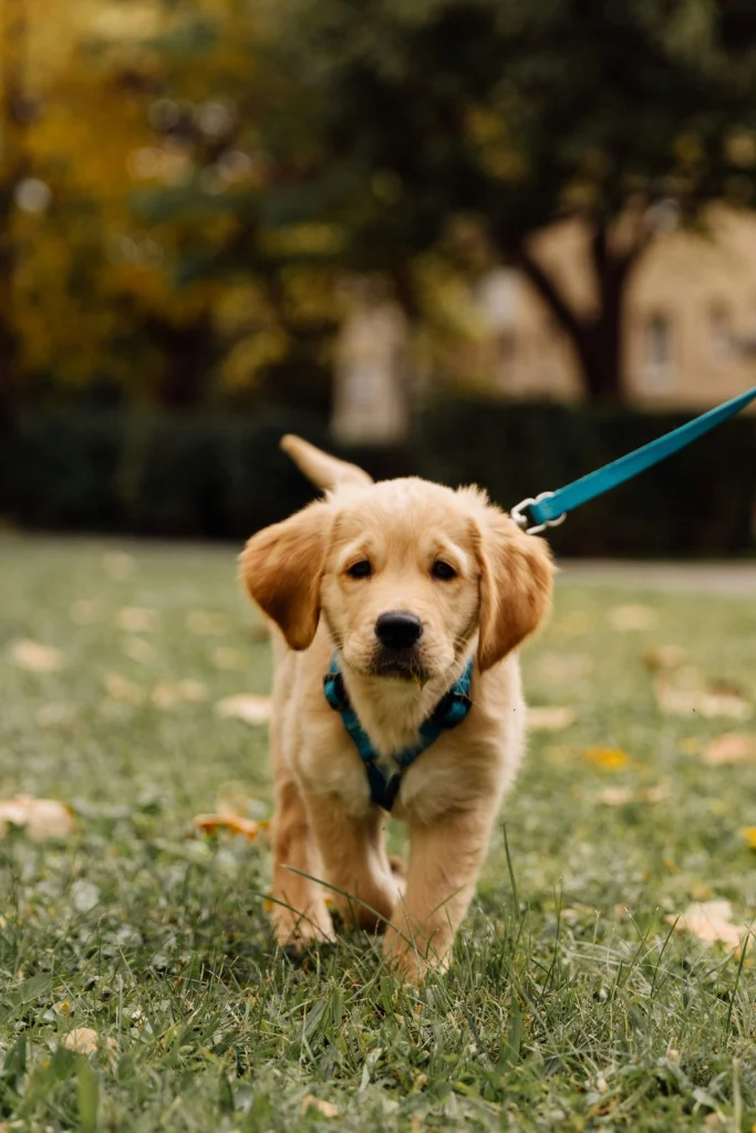Golden retriever kiskutya sétál pórázon a füvön