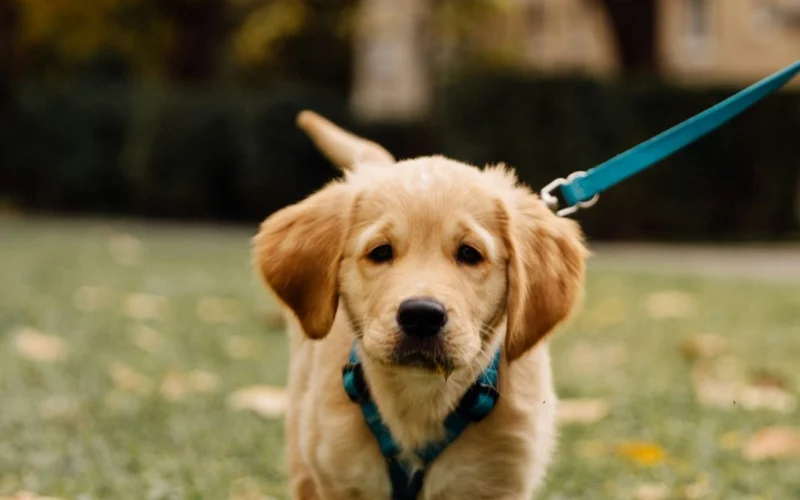 Golden retriever kiskutya sétál pórázon a füvön