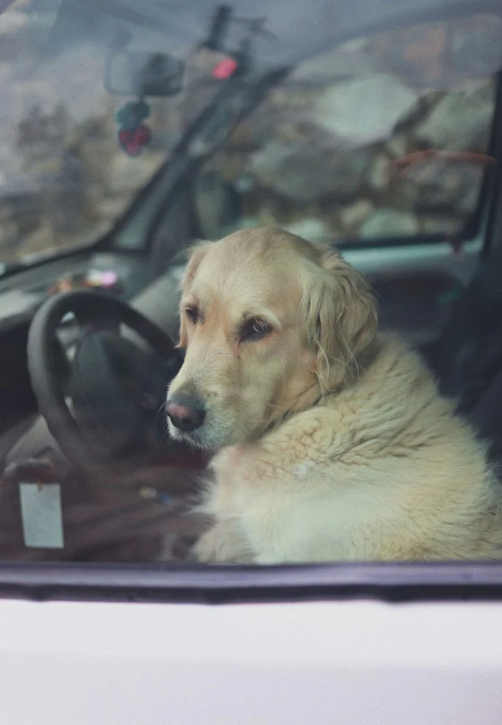 Golden retriever ül az autóban