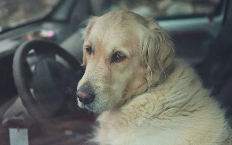 Golden retriever ül az autóban