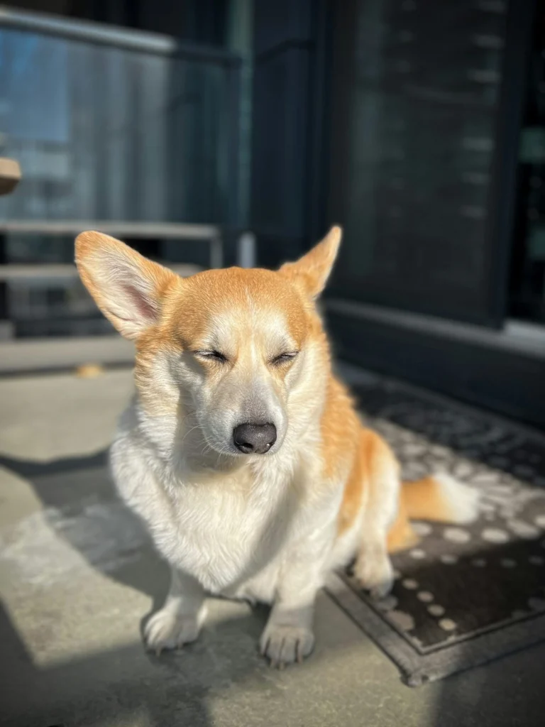 Corgi ül egy szőnyegen csukott szemmel