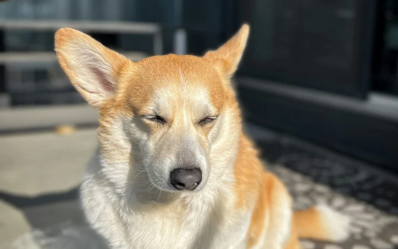 Corgi ül egy szőnyegen csukott szemmel