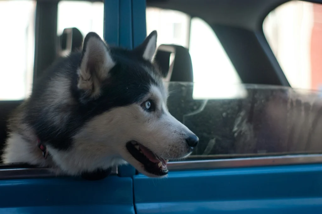 Husky az autó ülésén