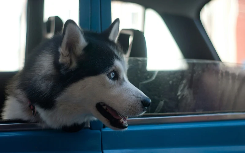 Husky az autó ülésén