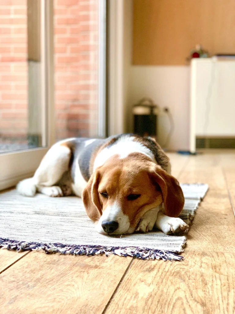 Beagle pihen egy szőnyegen a nappaliban