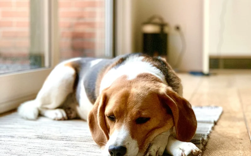 Beagle pihen egy szőnyegen a nappaliban