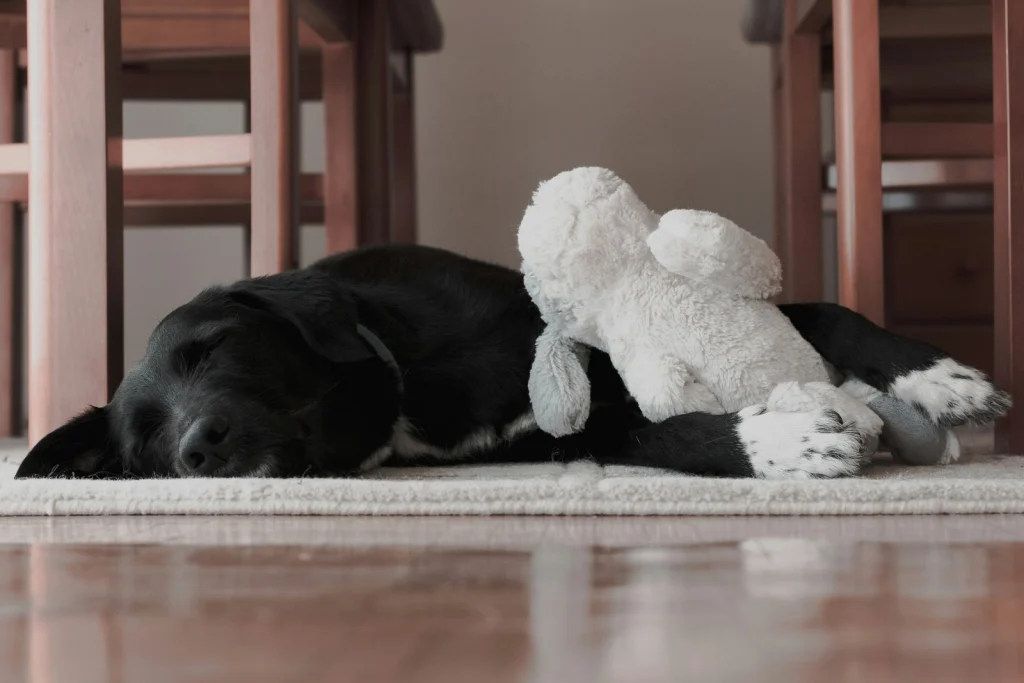 Fekete labrador pihen egy szőnyegen a plüssjátékával