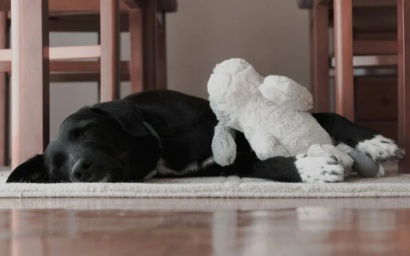 Fekete labrador pihen egy szőnyegen a plüssjátékával