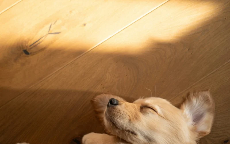 Golden retriever kiskutya alszik a fapadlón