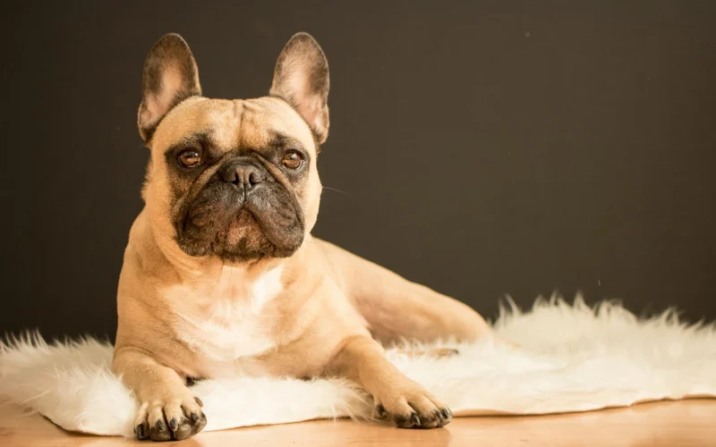 Francia bulldog fekszik egy szőrmés fekhelyen