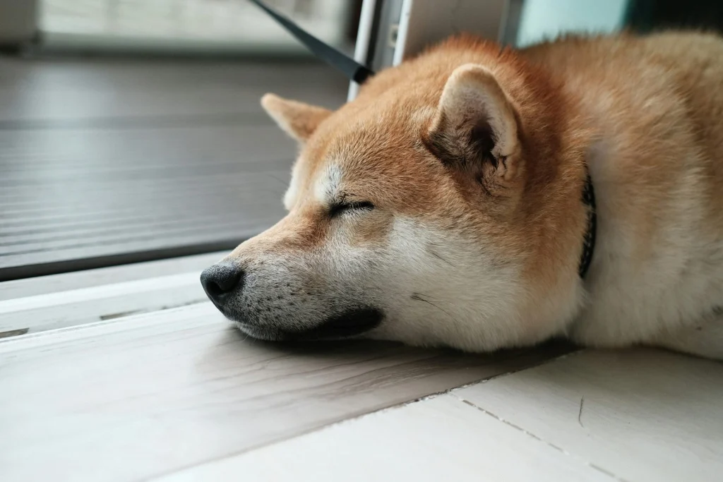 Shiba inu alszik a padlón