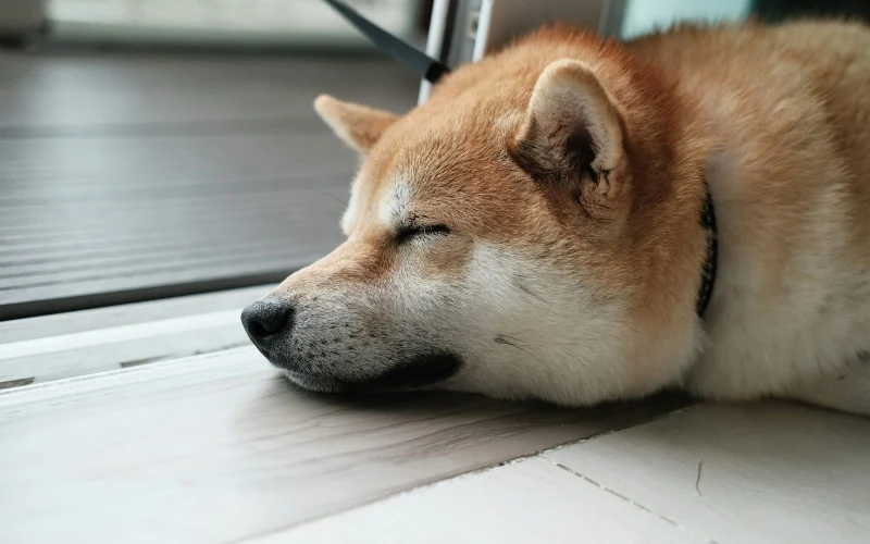 Shiba inu alszik a padlón
