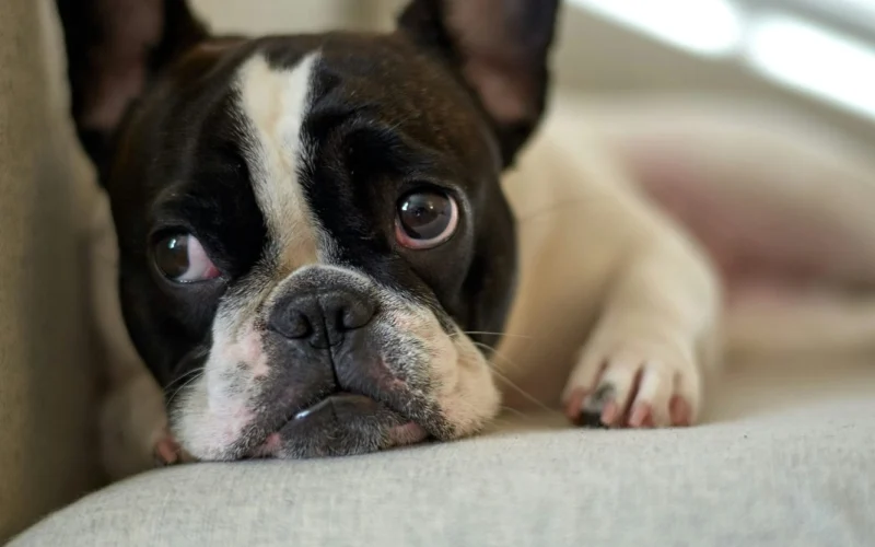 Francia bulldog kiskutya pihen a kanapén