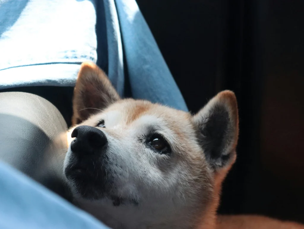Shiba inu néz ki az autó ablakán