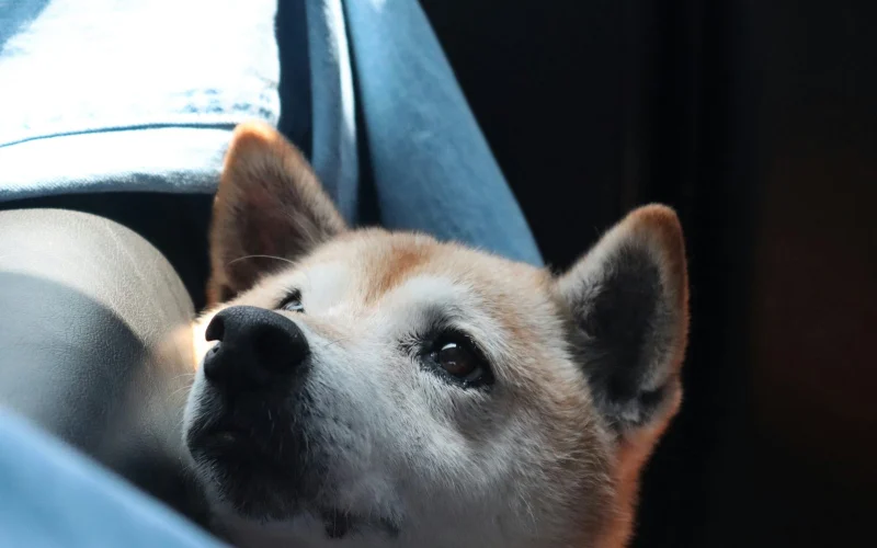 Shiba inu néz ki az autó ablakán