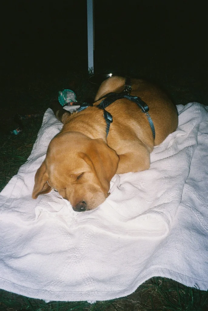 Golden labrador alszik egy takarón