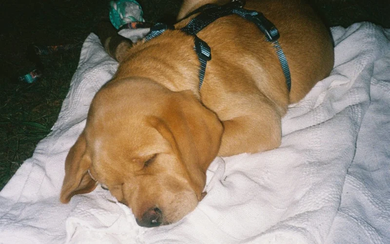 Golden labrador alszik egy takarón