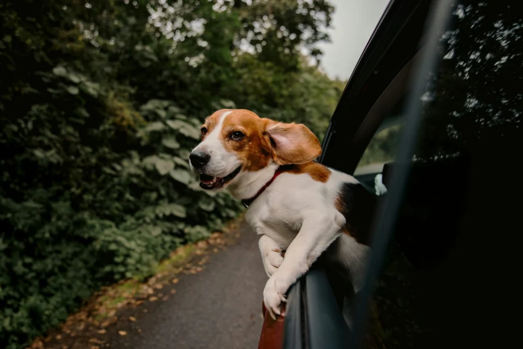 Beagle röpködő füllel az autó ablakában