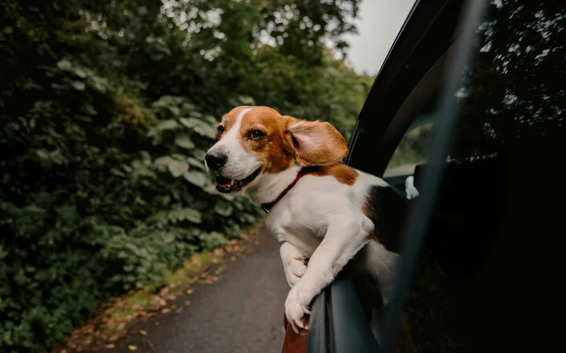 Beagle röpködő füllel az autó ablakában