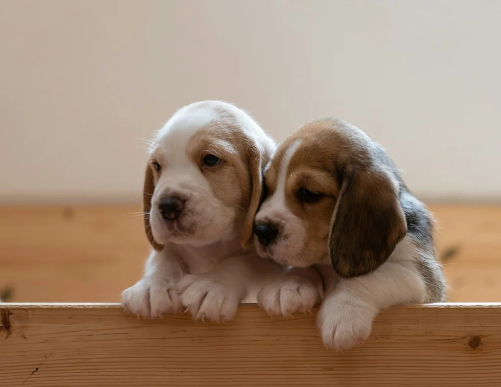 Két beagle kiskutya pihen egymás mellett