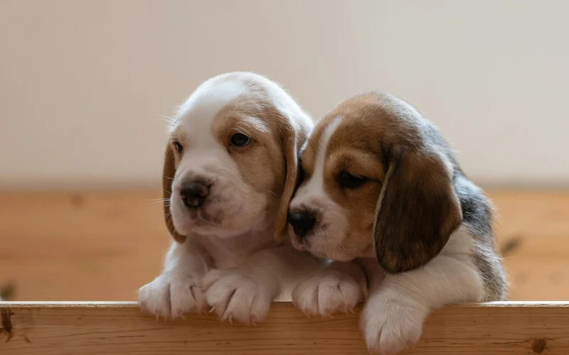 Két beagle kiskutya pihen egymás mellett