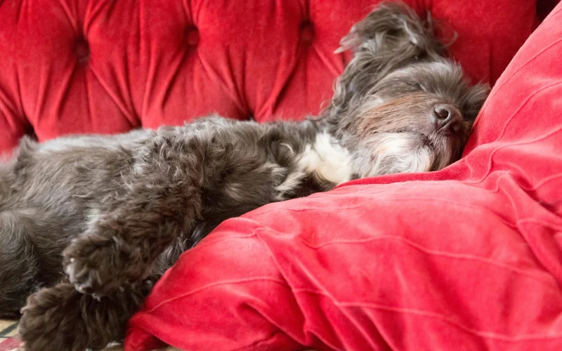 Kutya alszik egy piros kanapén