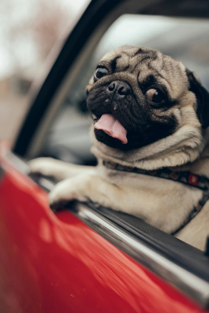Mopsz kihajol egy piros autó ablakán
