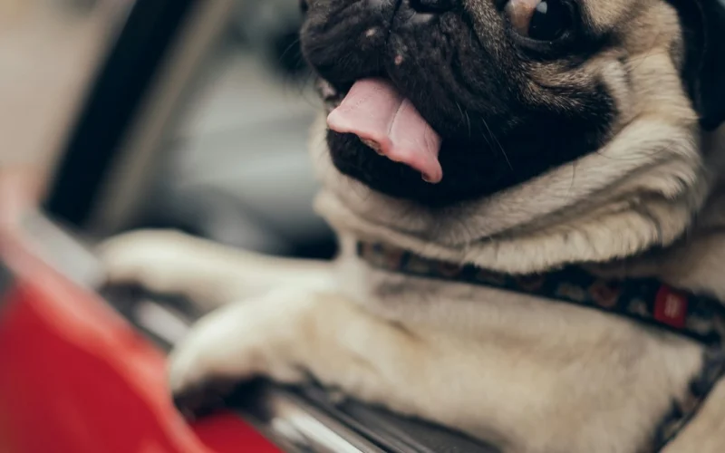 Mopsz kihajol egy piros autó ablakán