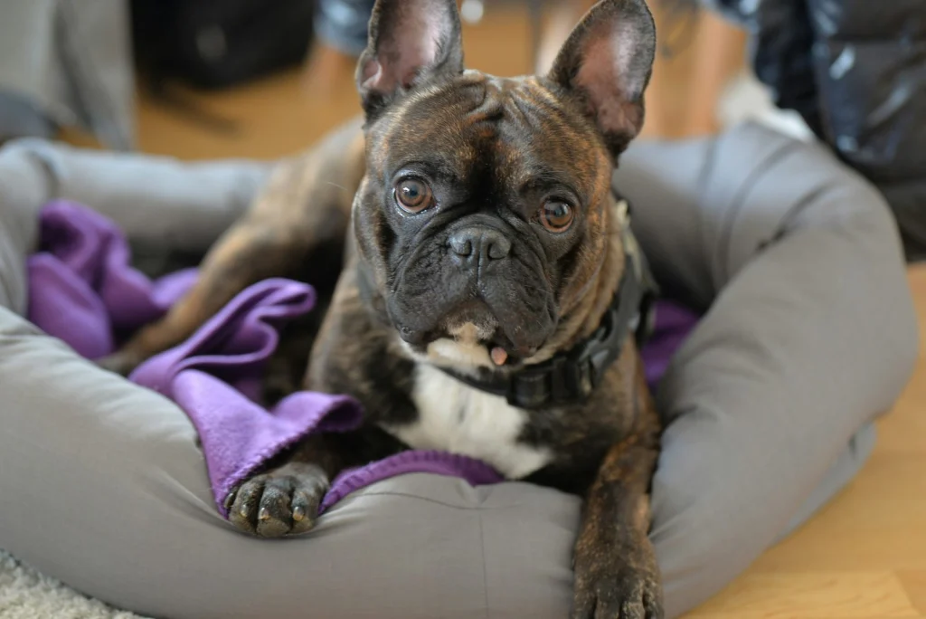 Francia bulldog fekszik egy szürke kutyaágyban