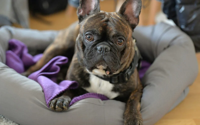 Francia bulldog fekszik egy szürke kutyaágyban