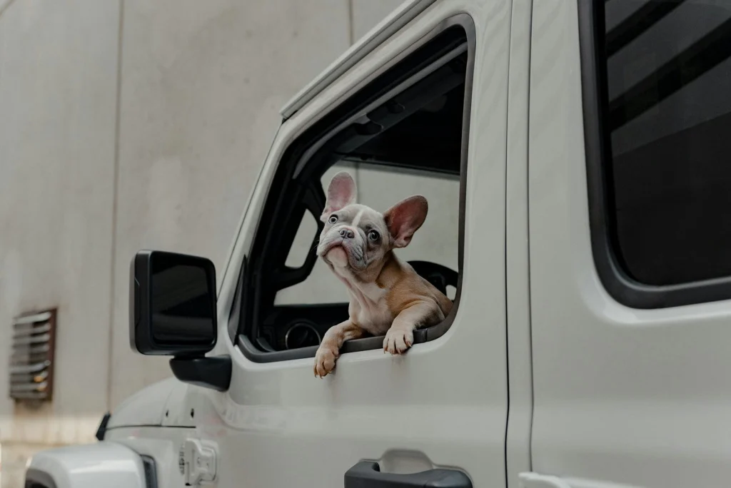 Bulldog kiskutya néz ki egy autó ablakán