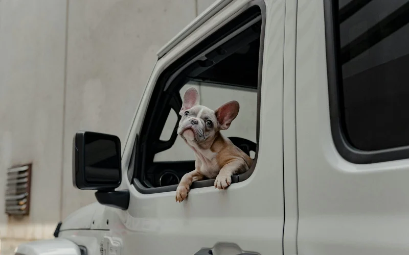 Bulldog kiskutya néz ki egy autó ablakán