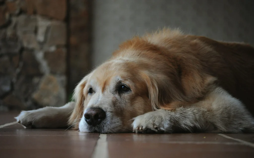 Idős golden retriever pihen a padlón