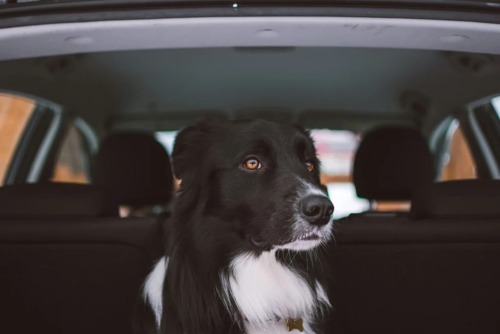 Fekete-fehér collie az autó hátsó ülésén