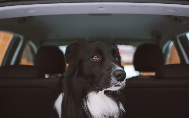 Fekete-fehér collie az autó hátsó ülésén