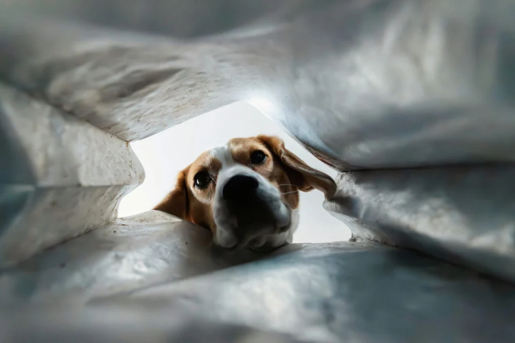 Beagle kukucskál ki egy táskából