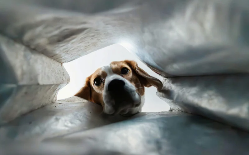 Beagle kukucskál ki egy táskából